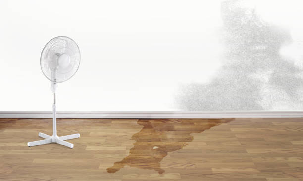 Best Carpet water damage restoration  in Northford, CT